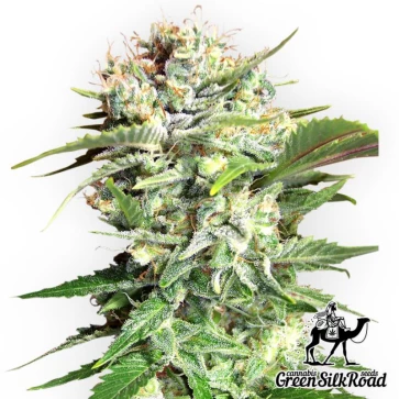 Cannabis Seeds Bubble Gum Feminised